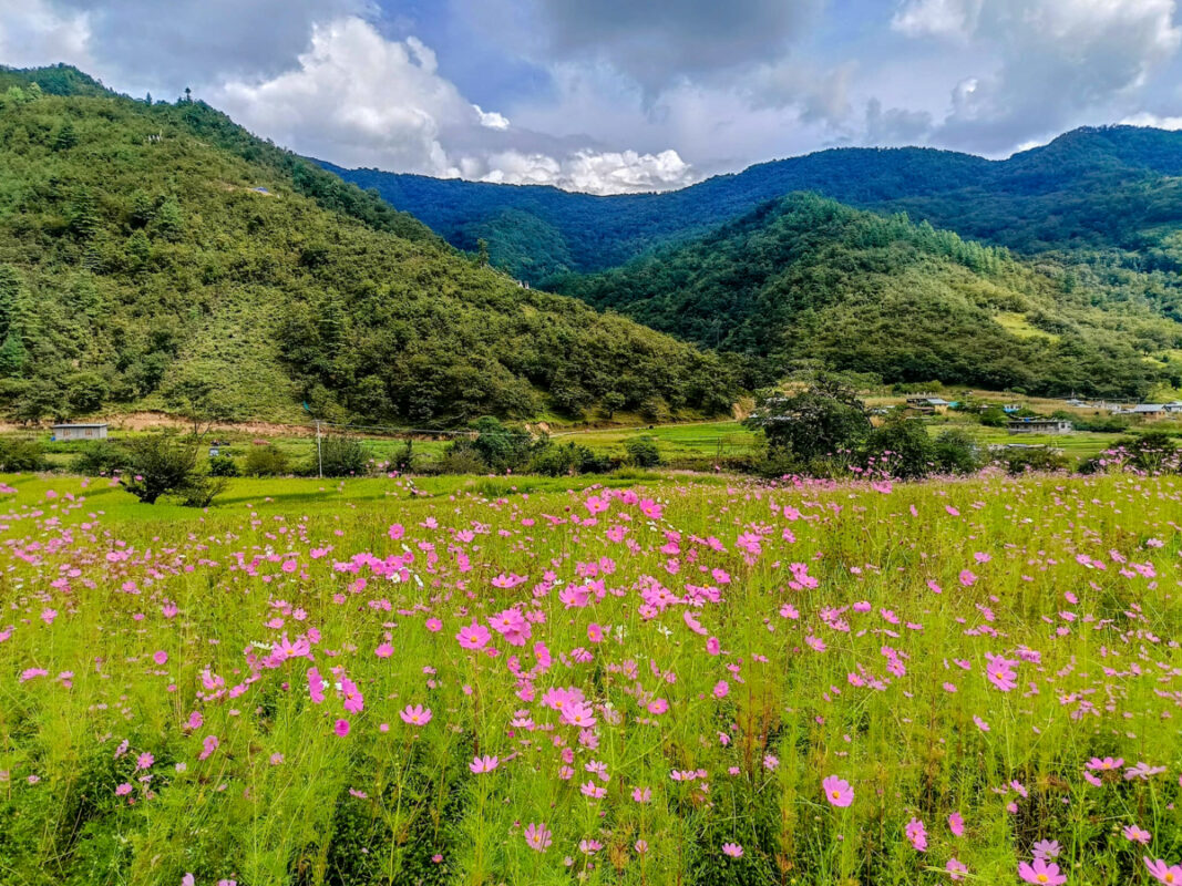 Dirang Valley Travel Guide Valley of Flowers