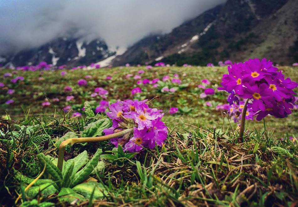 Valley of Flowers