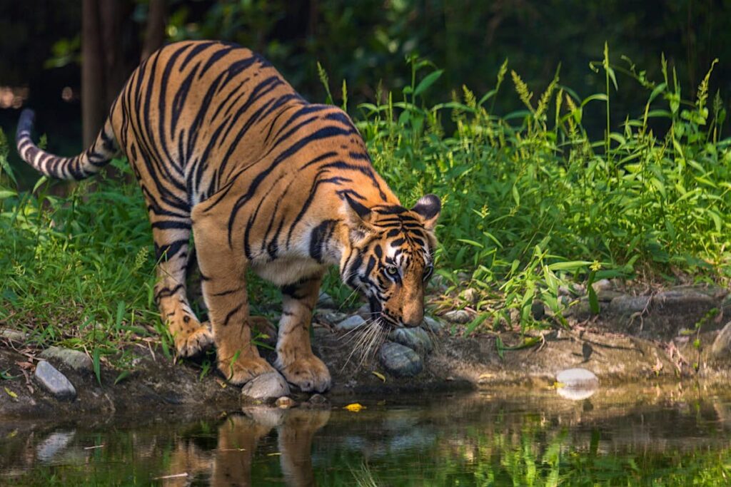 Sundarbans